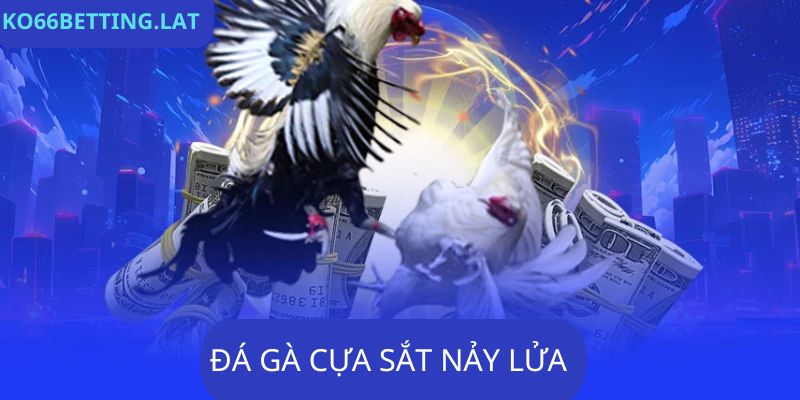 Đá gà Ko66 cựa sắt gay cấn nảy lửa