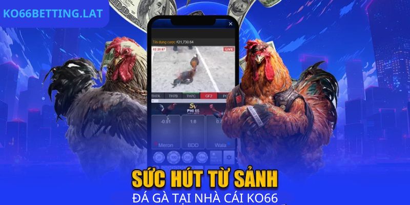 Sức hút từ sảnh game đá gà Ko66